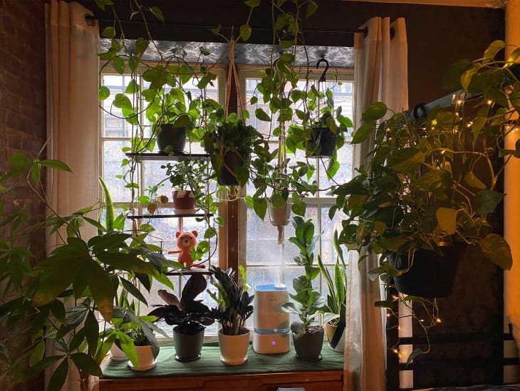 A window with a lot of hanging plants