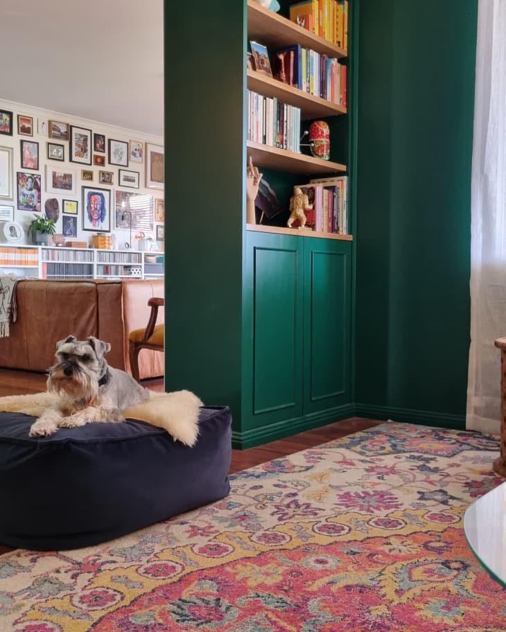 Dog sits on dog bed in colorful living room with green bookshelf framing living room threshold.