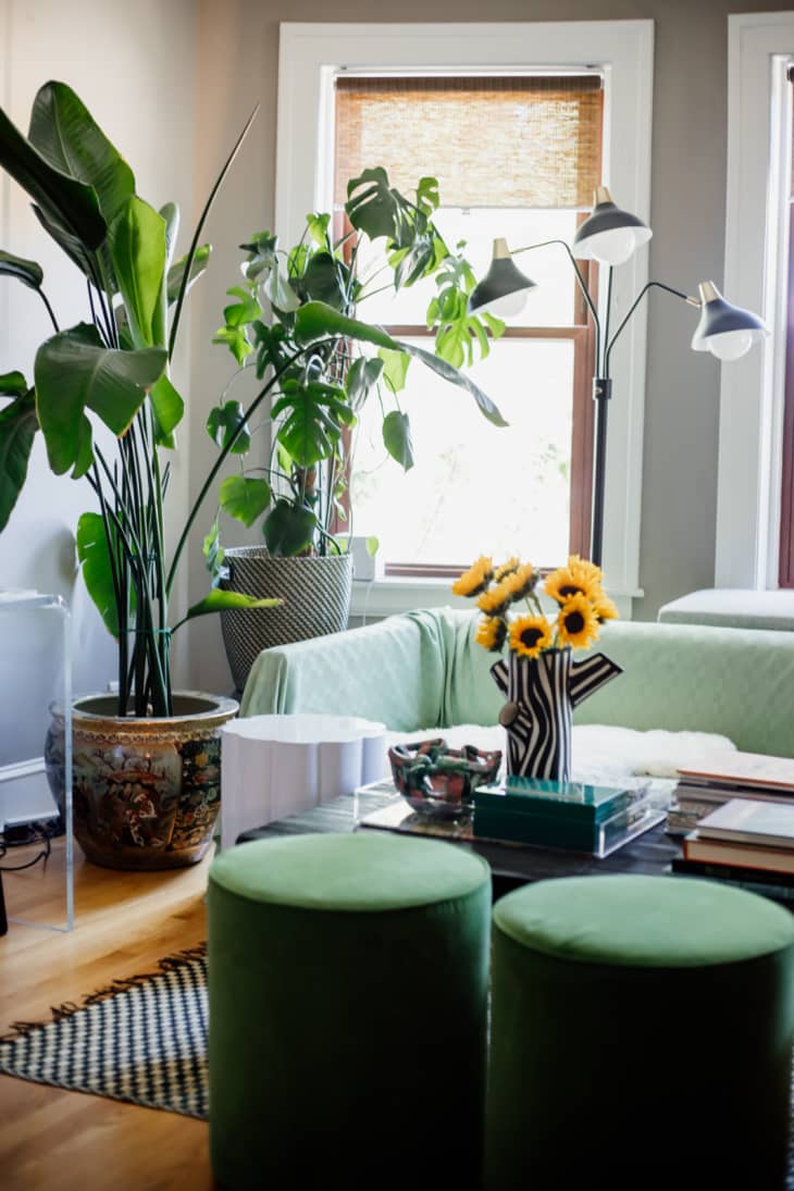 Living room with 3 windows with shades partly drawn, sofa with green cover and black and white checkered throw pillows, sunflowers on coffee table in black and white striped vase, large potted plants, 2 green round ottomans in front of coffee table.