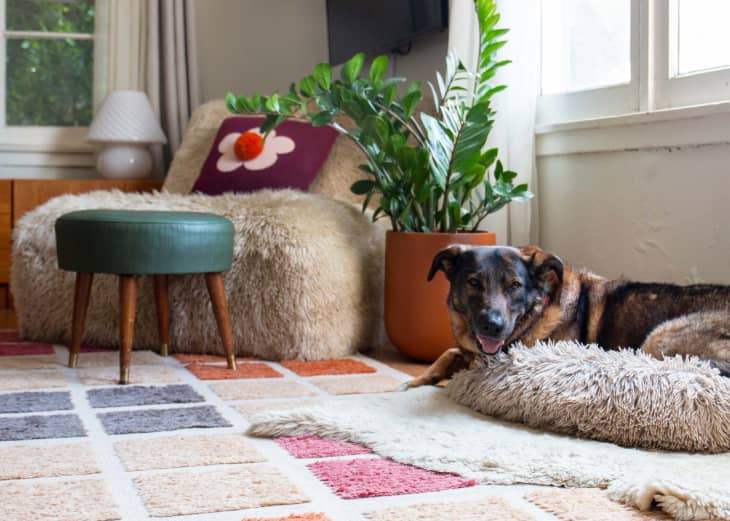 corner of living room with furry chair, with flower pillow potted zz plant, mounted TV, small blue ottoman/stool, dog on shag dog bed, patchwork style rug