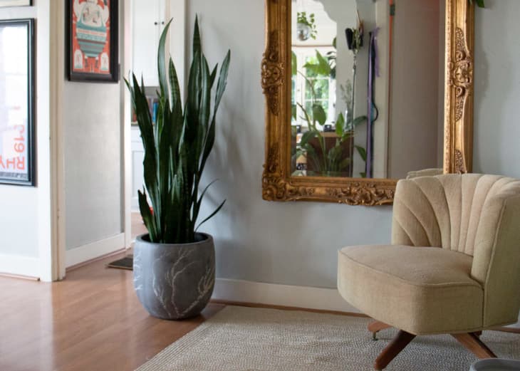 corner with a large ornate gold framed mirror, beige shell chair, hanging plants, large potted snake plant