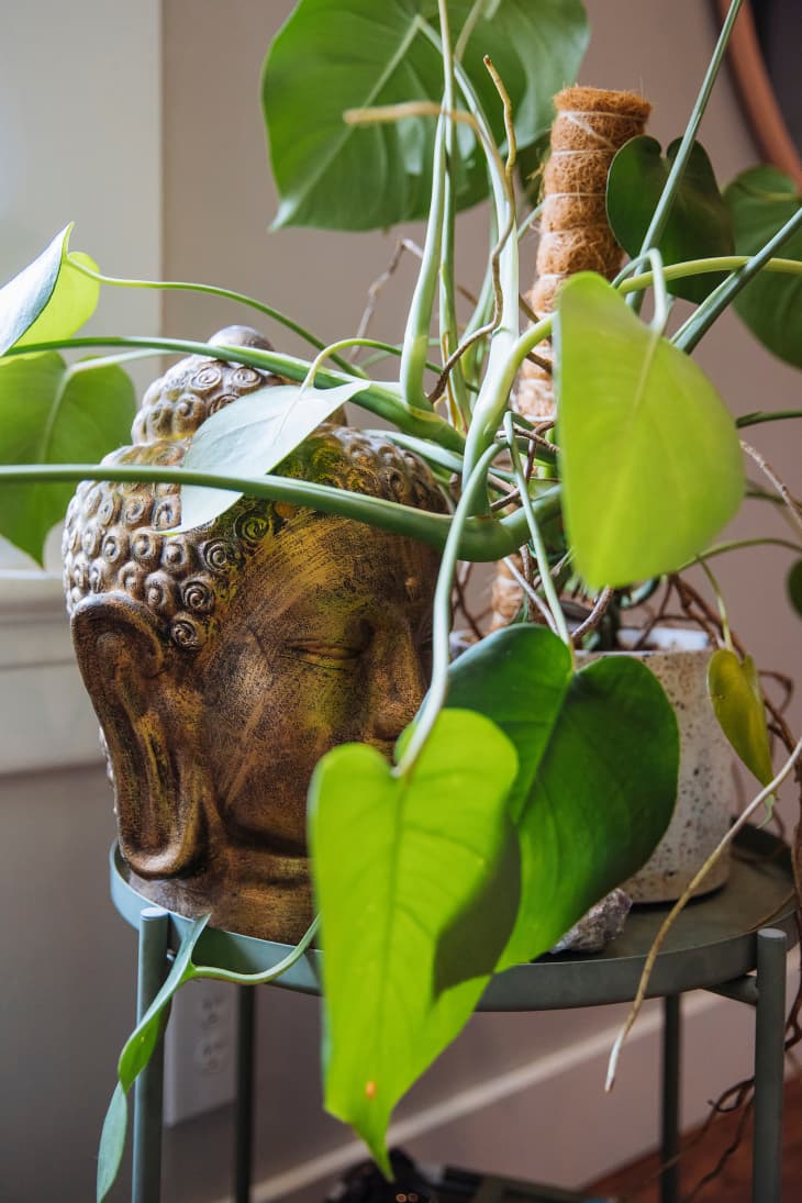 Plant on plant stand next to Buddha's head.