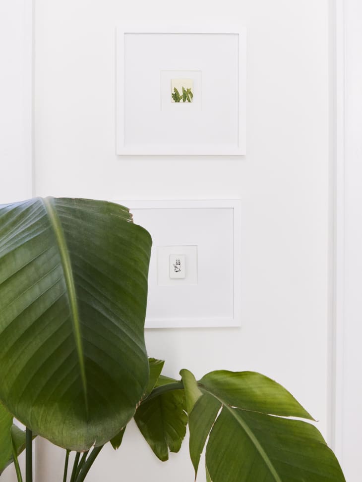 Close-up photo of two tiny paintings with giant white mats and frames hanging on the wall next to a large bird of paradise plant