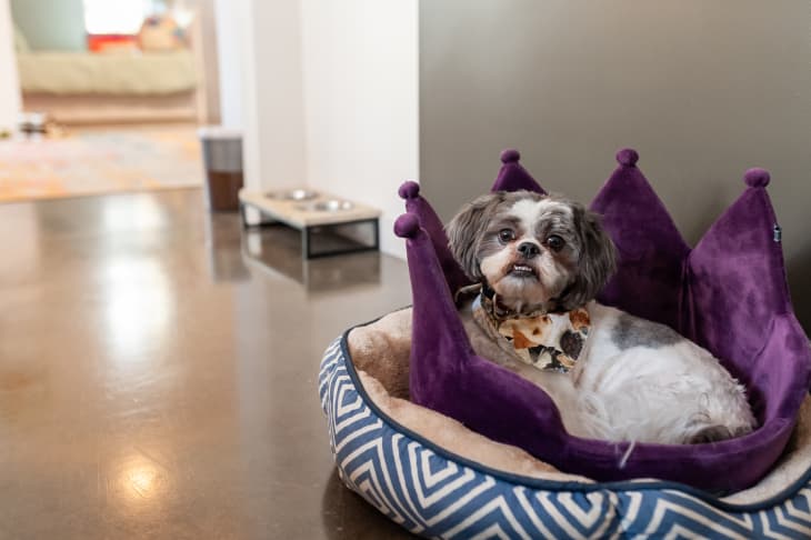 small dog in purple velvet bed shaped like a crown