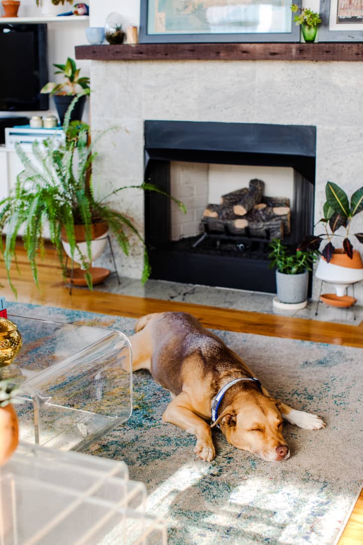 dog sleeping on rug in front of fireplace