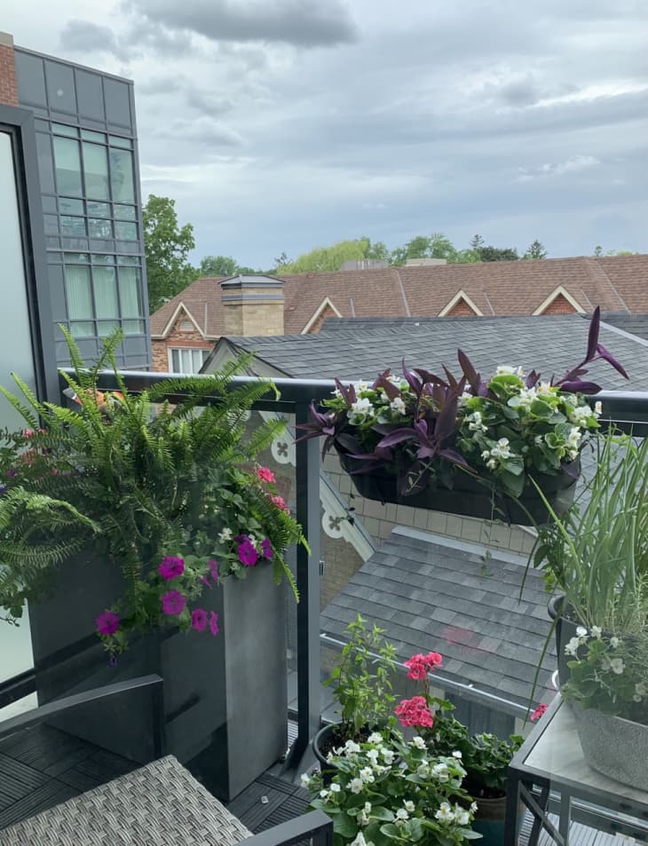rooftop patio view with lots of plants
