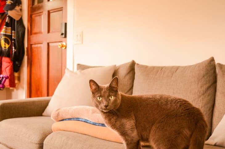 A dwellers cat stand on a grey couch