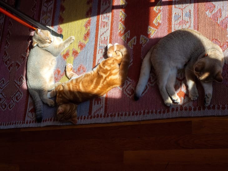 Dwellers cats nap in a ray of sunshine.