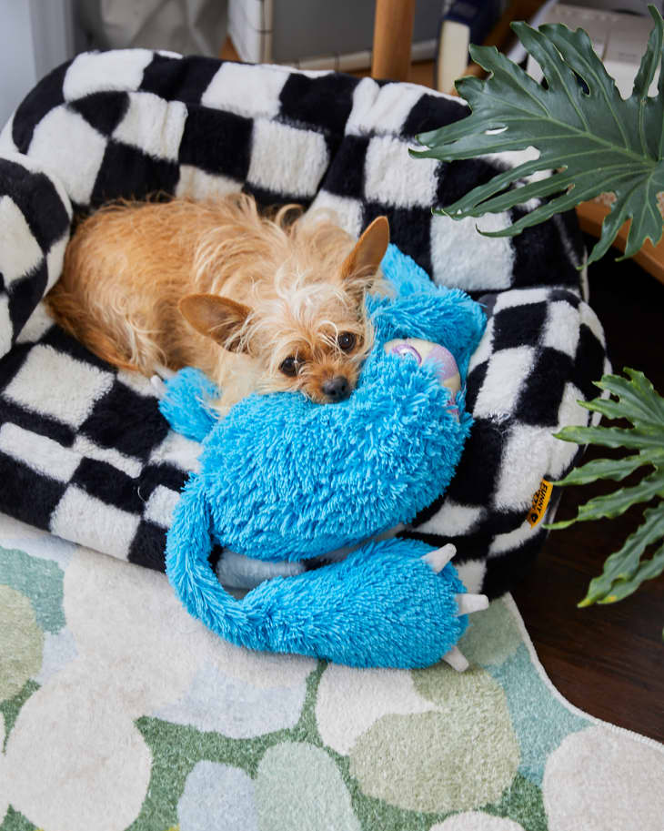 Dog cuddling with stuffed toy on dog bed.
