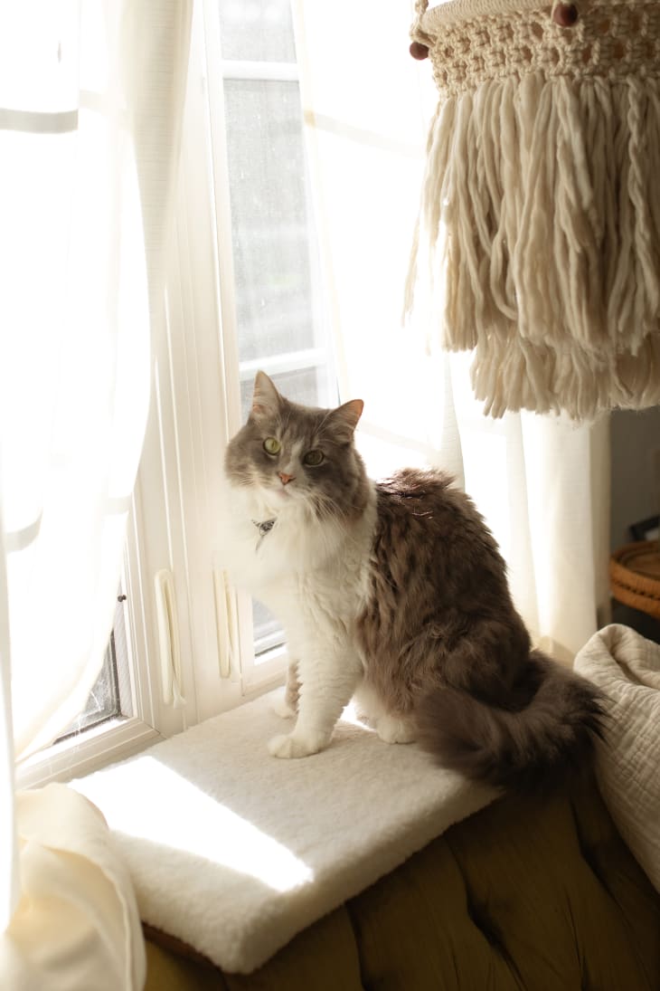 cat on cat shelf in window