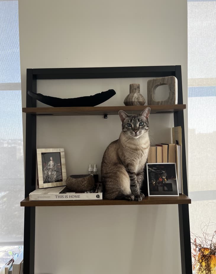cat sitting on top of bookshelf with pictures and art