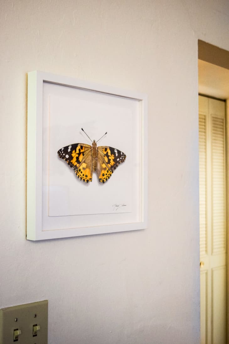 Framed butterfly on a hallway wall.