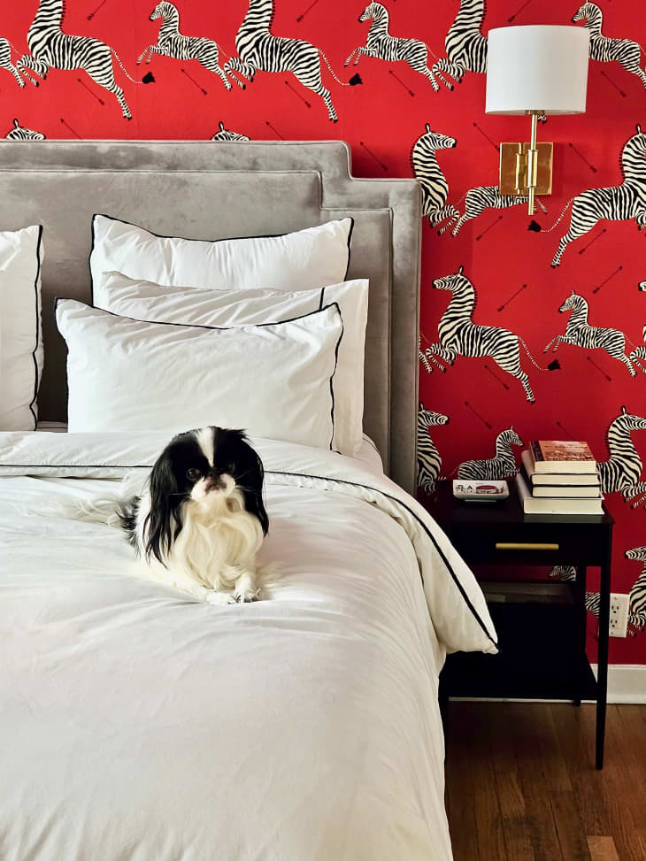 bedroom with red zebra wallpaper accent wall and bed with gray sueded headboard. black and white dog on bed