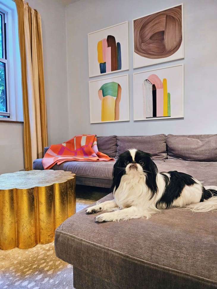 living room with black and white dog on gray sofa
