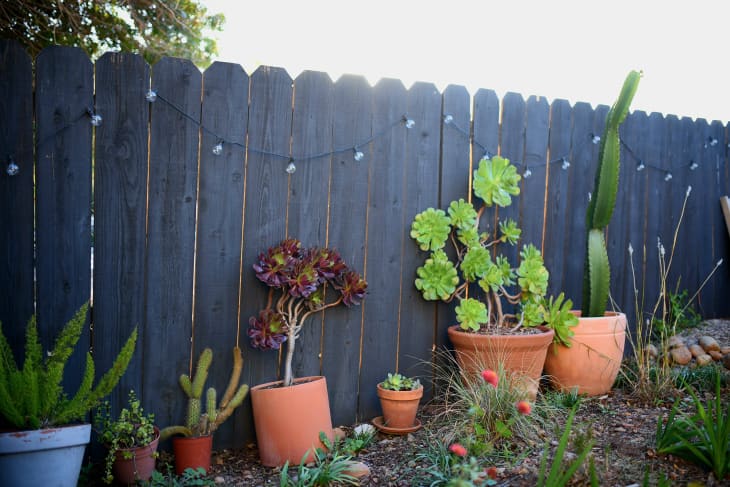 Succulents and cactus in pots along gray fence outdoors