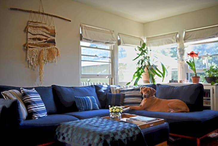 White living room with large blue sectional sofa with dog