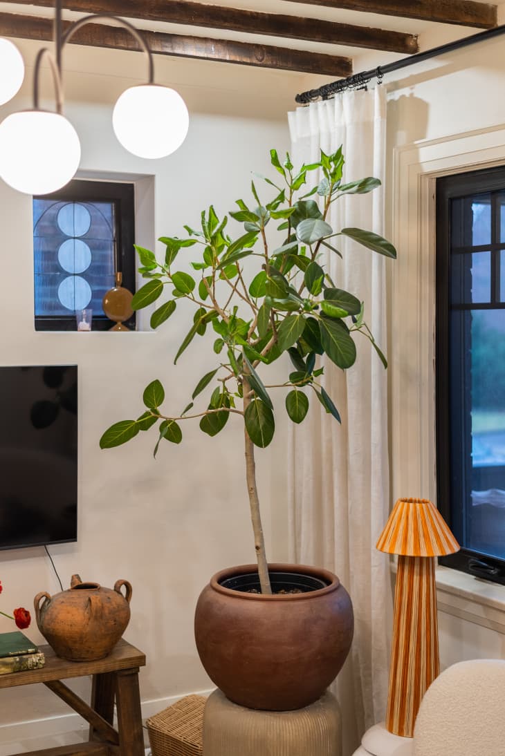 A large plant elevated in a living room
