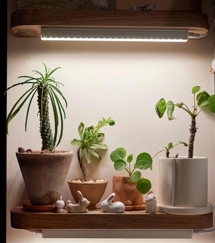 This Plant Grow Light Is Only $32 and Works Like a Charm | Apartment Therapy