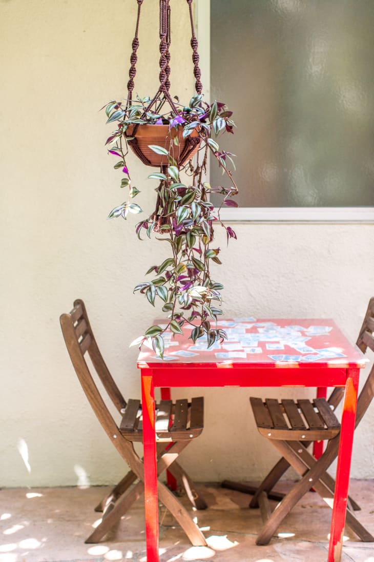 Tradescantia Plant Care: How to Grow & Maintain It | Apartment Therapy