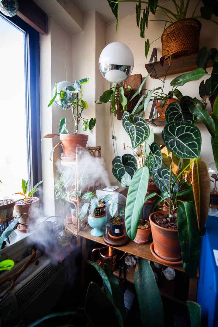 Plant-Filled Home Inspiration Photos | Apartment Therapy