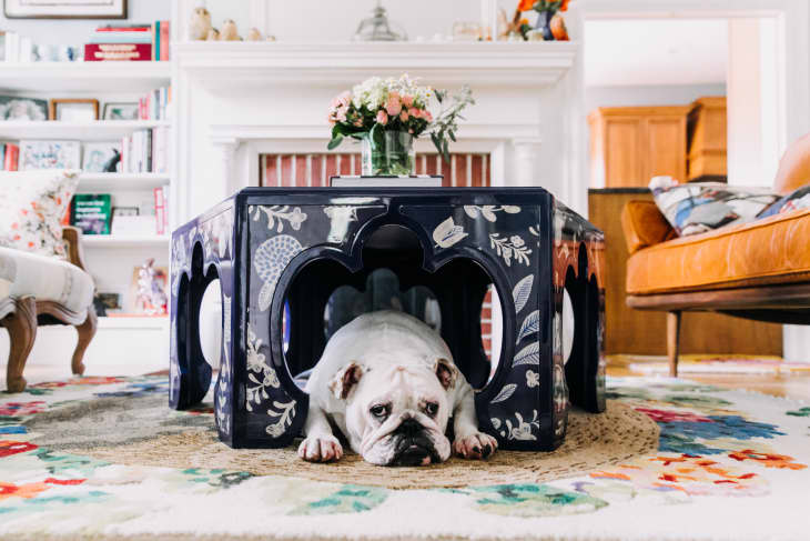 Dog Apartment Essentials: Living Small With a Large Pet » Sunny Sweet Days