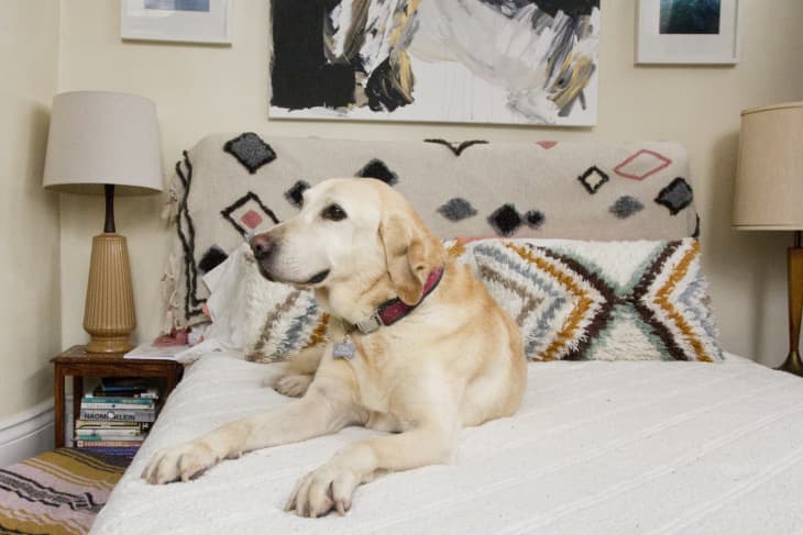 Tan Labrador Retriever lays on boho-styled bed.