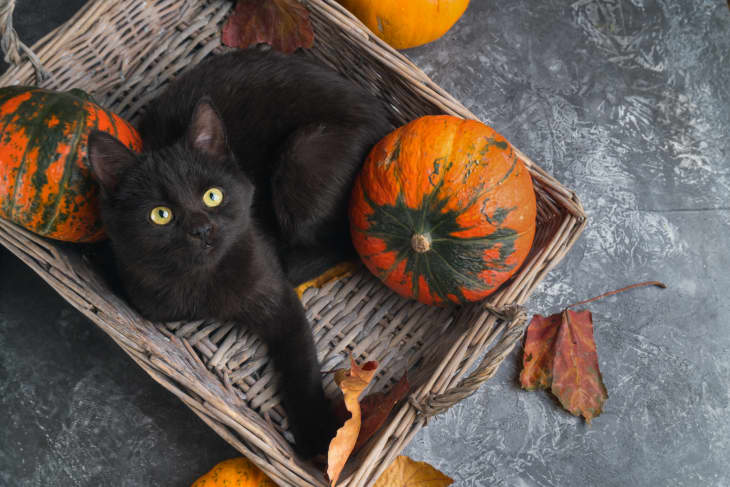 Green eyes black cat and orange pumpkins in wicker basket on gray cement background with autumn yellow dry fallen leaves. Top view background.