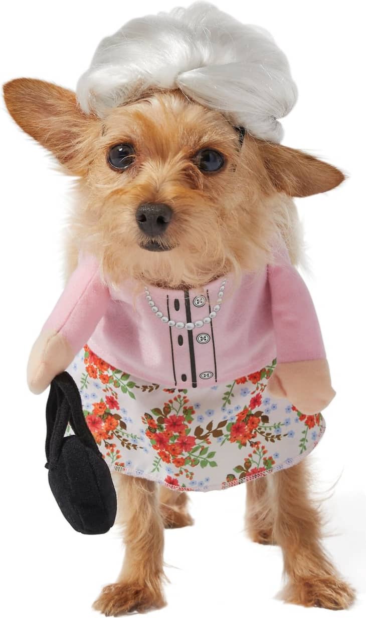 11 Spookily Adorable Halloween Dog Costumes | Apartment Therapy