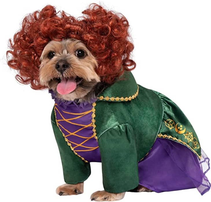 Rubie's Disney Hocus Pocus Winifred Sanderson Pet Costume at Amazon