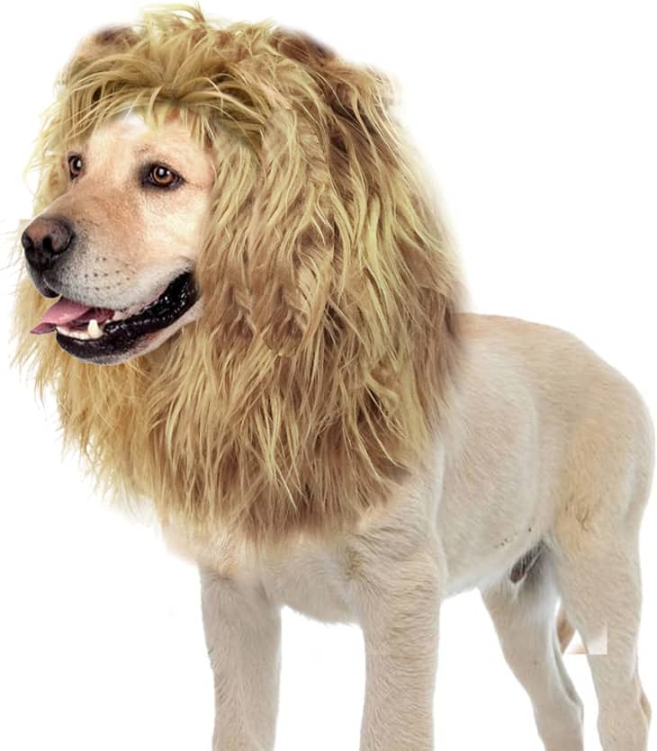 Lion Mane Wig for Dogs with Ears at Amazon