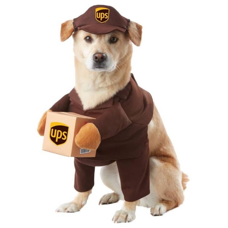 UPS Driver Dog Costume at Party City