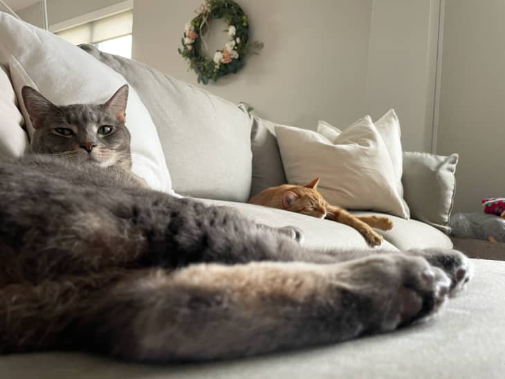A gray and an orange cat on a gray sofa