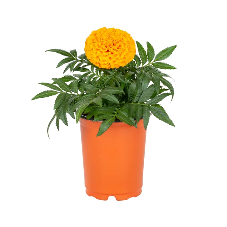 Product Image: Lowe's Multicolor Marigold