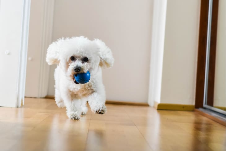 White Bichon Frise with a blue ball in its mouth.