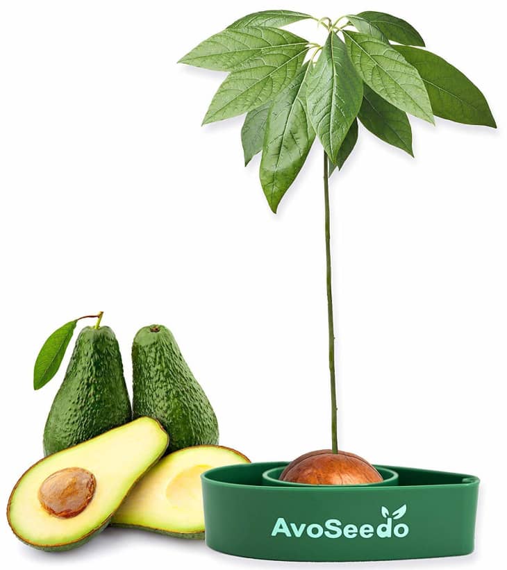 AvoSeedo Avocado Tree Growing Kit at Amazon