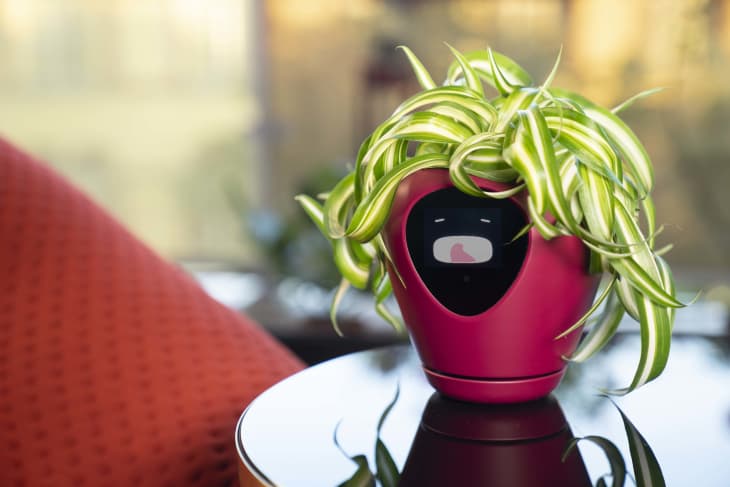 Smart Planter Emotions Indiegogo Lua | Apartment Therapy