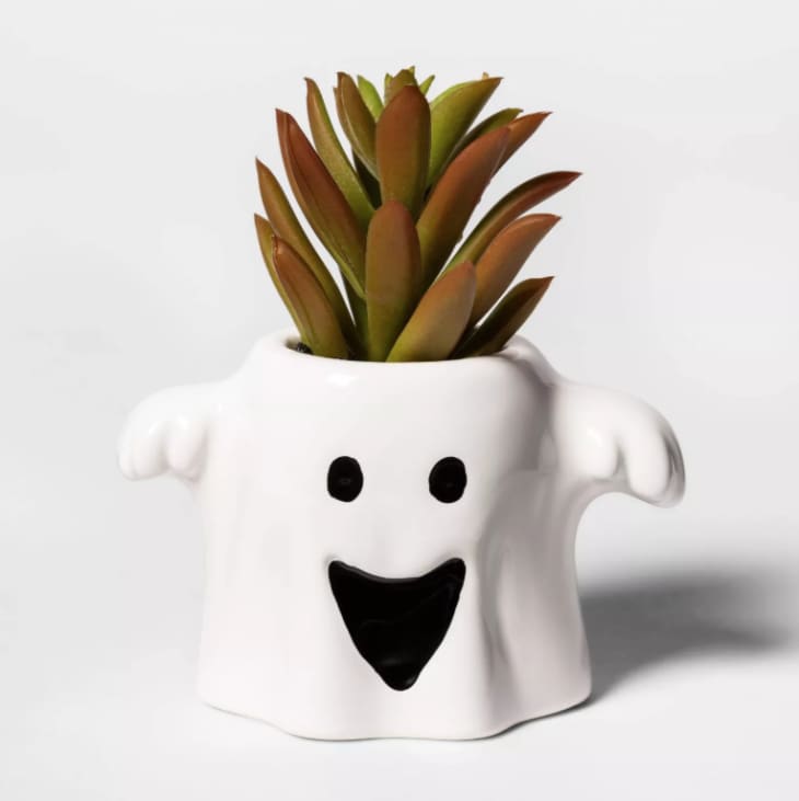 Product Image: Ghost Halloween Succulent