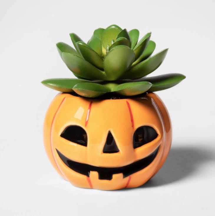 Product Image: Pumpkin Halloween Succulent