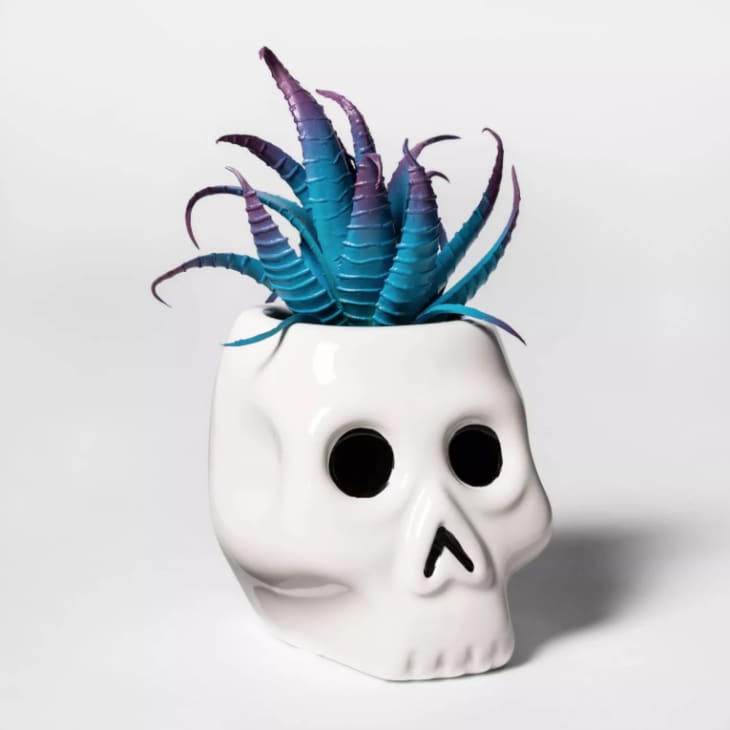 Product Image: Skull Halloween Succulent