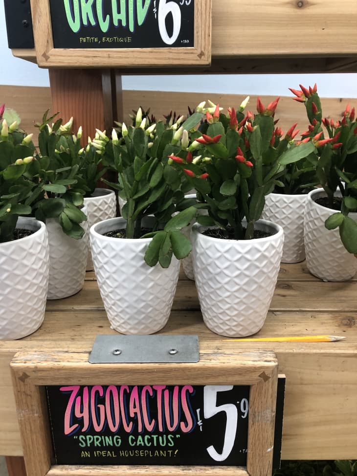 Trader Joe's Spring Cactus | Apartment Therapy