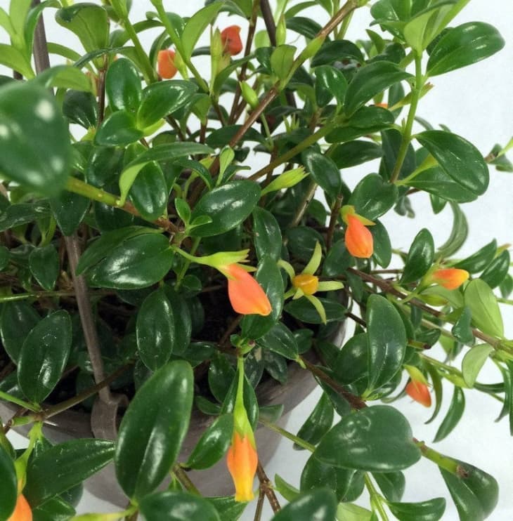 Product Image: Goldfish Plant – Columnea Gloriosa Plant – 1 Plants – 4 ” Long – Ship in 3″ Pot