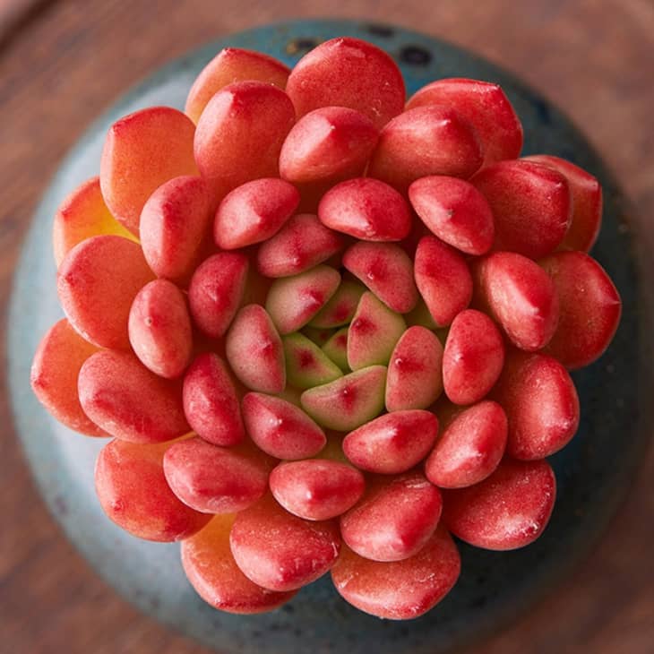 Product Image: Succulent Sedeveria Pink Ruby, Fully Rooted in 2″ Planter Pots
