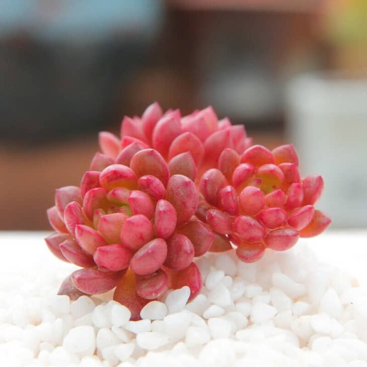 Product Image: Succulent Live Plants – Sedeveria Pink Ruby 4cm (Three Head)