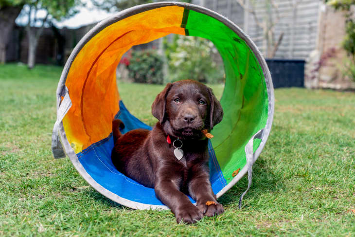 How to Make a DIY Dog Playground for Your Backyard!