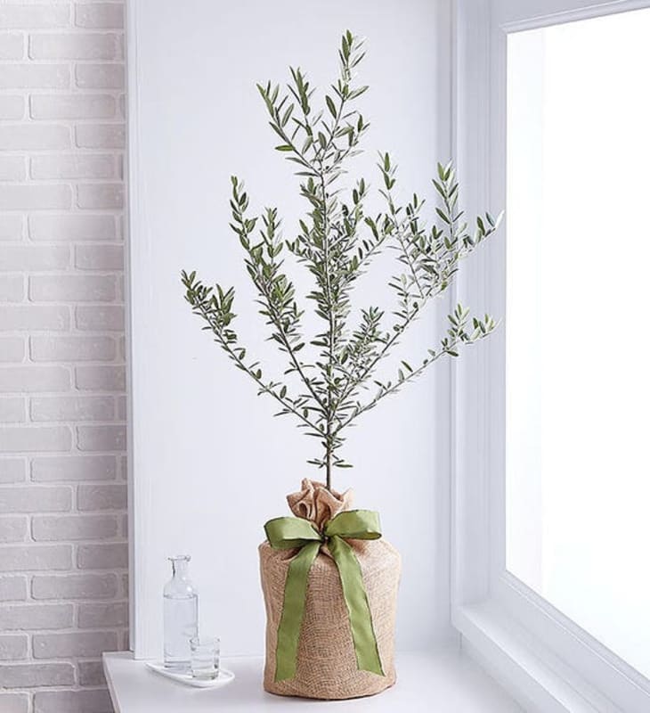Product Image: Olive Tree (Large)