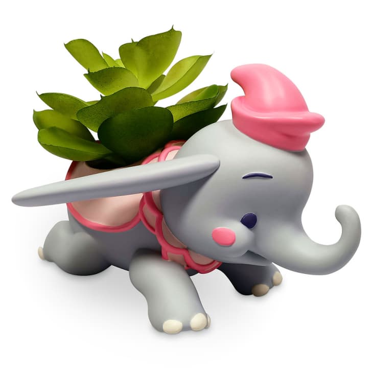 Product Image: Dumbo Succulent Planter