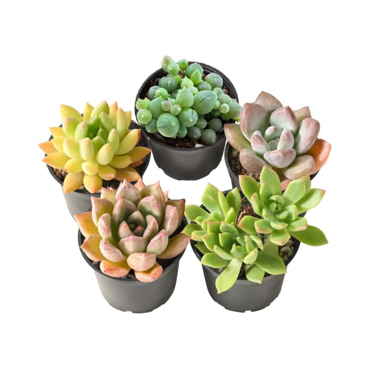 5 Pack Assorted Live Succulents at Amazon