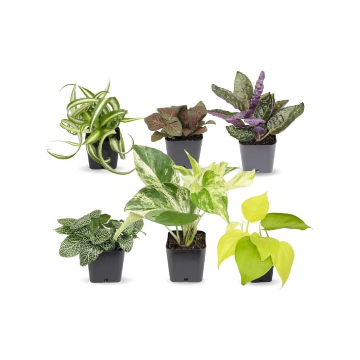 Easy to Grow Houseplants (Pack of 6) at Amazon