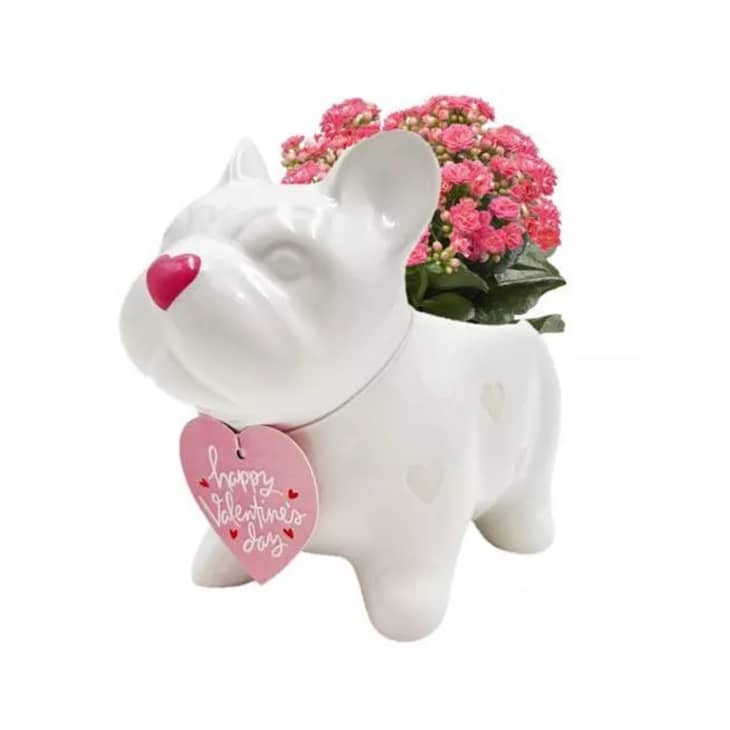 Live 2" Heart Dog Frenchie Potted Houseplant at Target