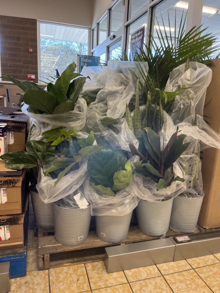 Aldi Is Selling 10 Assorted Indoor Plants Again | Apartment Therapy